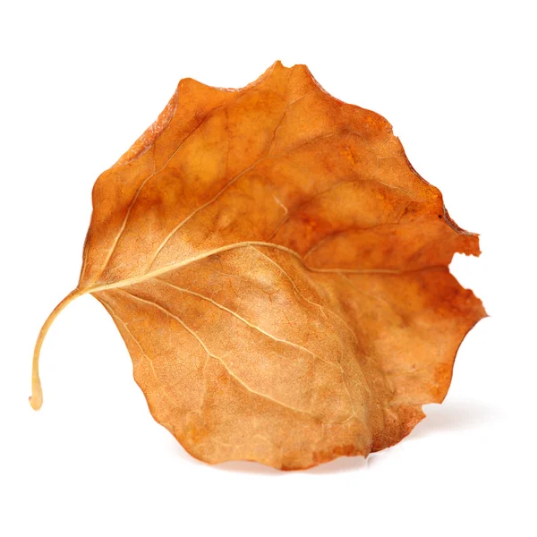 Uma folha castanha seca — Fotografia de Stock