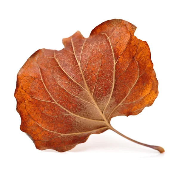 One dry brown leaf — Stock Photo, Image