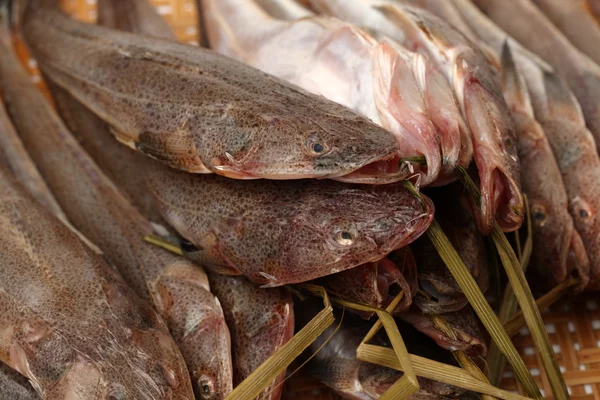 Taze flathead balık — Stok fotoğraf