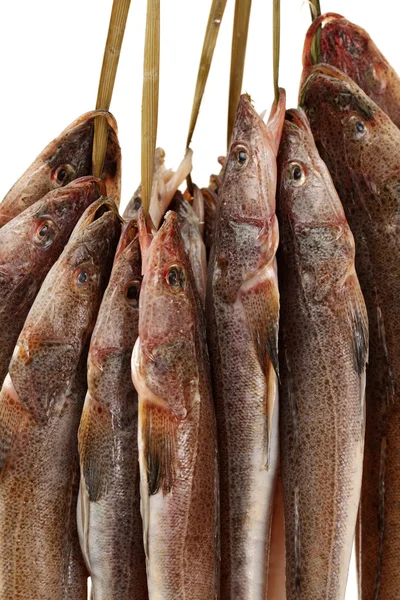 Fresh flathead fish — Stock Photo, Image