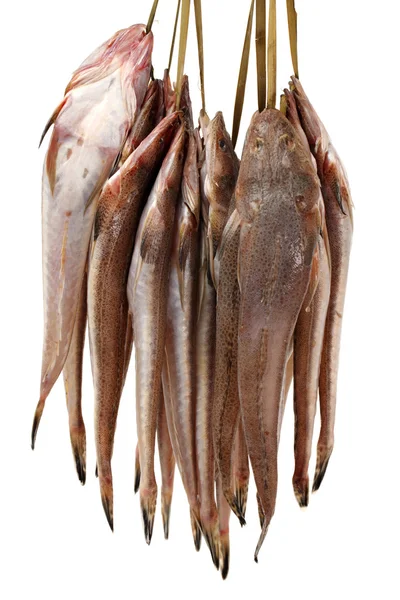 Świeży flathead ryb — Zdjęcie stockowe