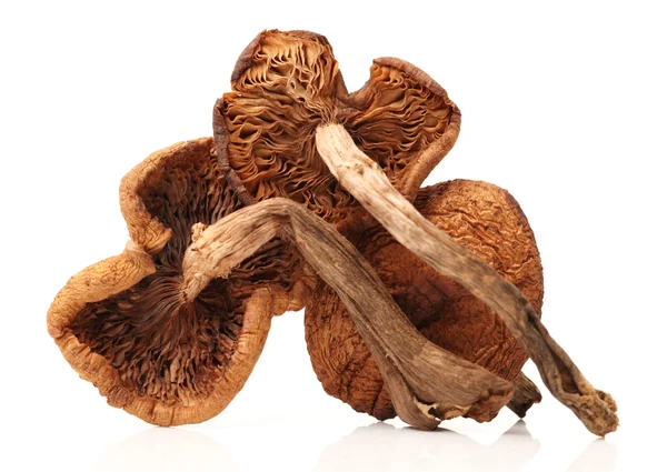 Hazel mushrooms — Stock Photo, Image