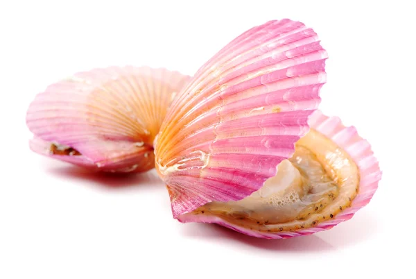 Raw pink scallops — Stock Photo, Image