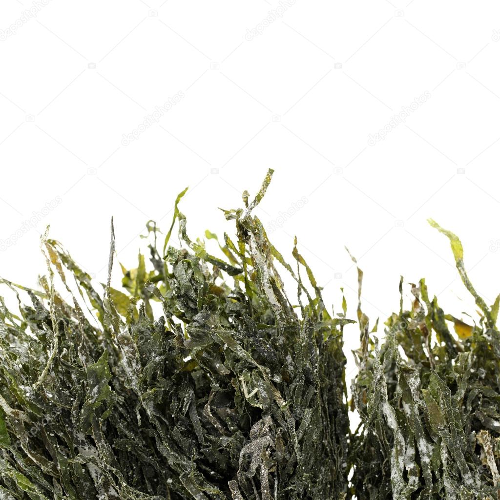 Green seaweed on white