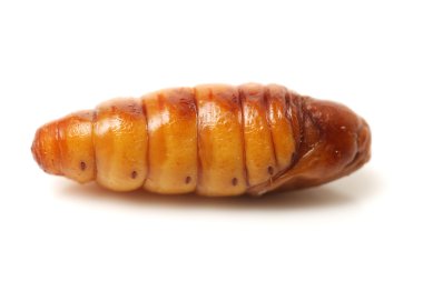 İpekböceği pupa beyaz