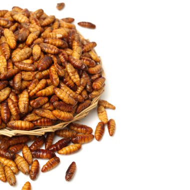 İpekböceği pupaes beyaz