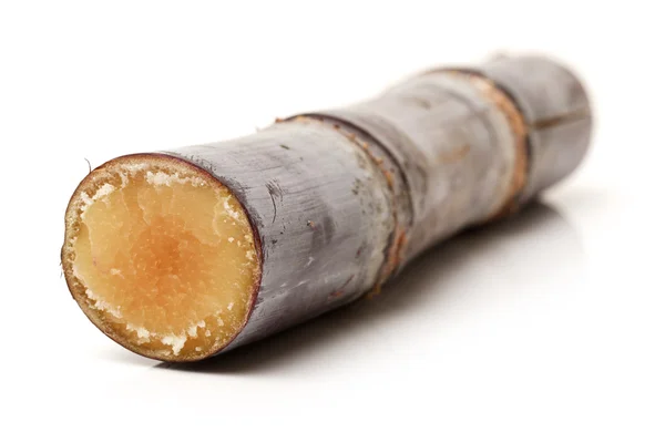 Sugar cane on white — Stock Photo, Image