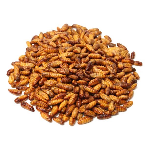 Silkworm pupaes on white — Stock Photo, Image