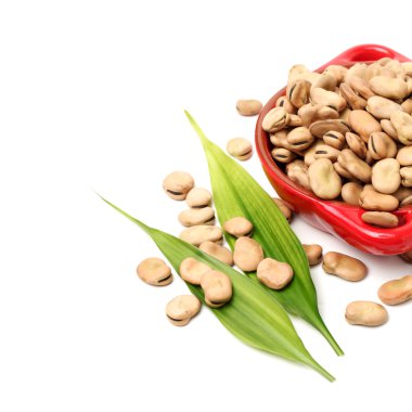 Fava fasulye, Vicia faba