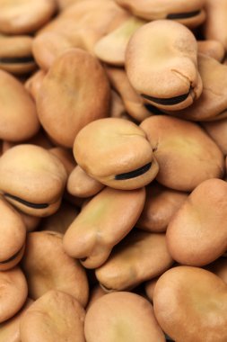 Fava fasulye, Vicia faba