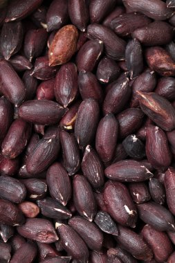 Siyah fıstık yakın çekim