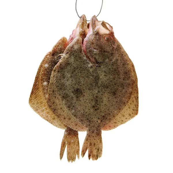 Psetta maxima (piggvar fisk) på vit — Stockfoto