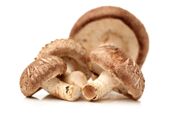Group of mushrooms on white