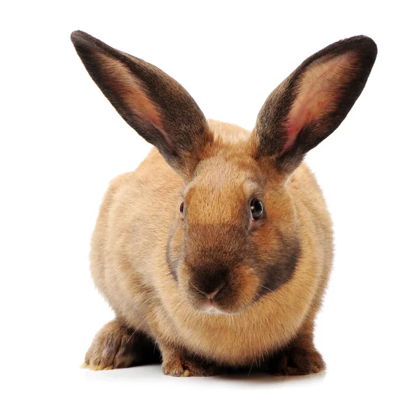 Pequeño conejo en blanco —  Fotos de Stock