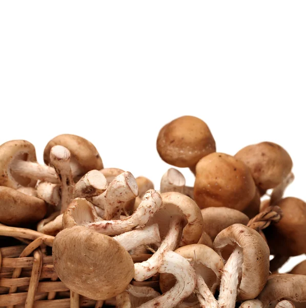 Группа грибов на белом — стоковое фото