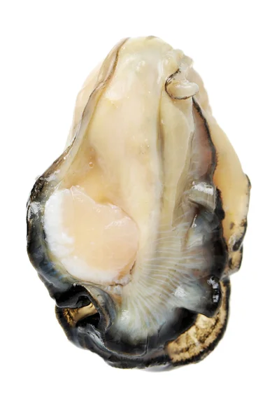 Fresh oyster on white — Stock Photo, Image