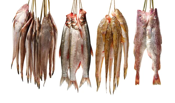 Fresh fish on white — Stock Photo, Image