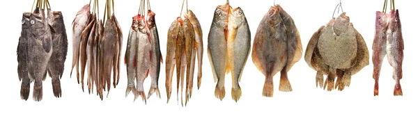 Świeże ryby na biały — Zdjęcie stockowe