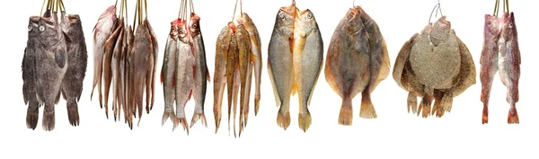 Fresh fish on white — Stock Photo, Image