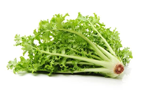 Grüner frischer Sonchus — Stockfoto