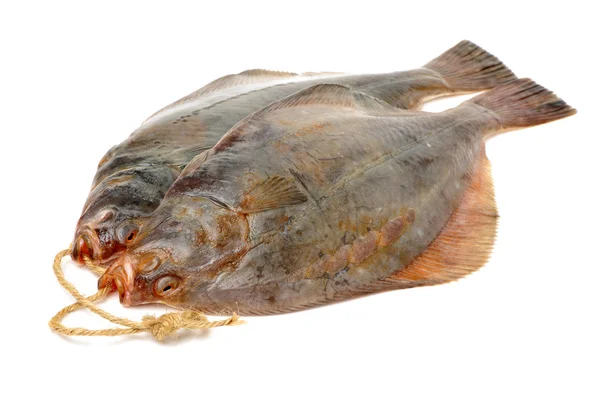 Fresh turbot fish — Stock Photo, Image