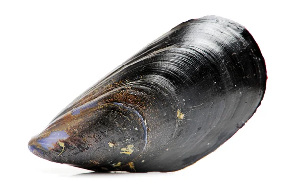 Fresh black mussel — Stock Photo, Image