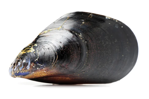 Verse zwarte Mossel — Stockfoto