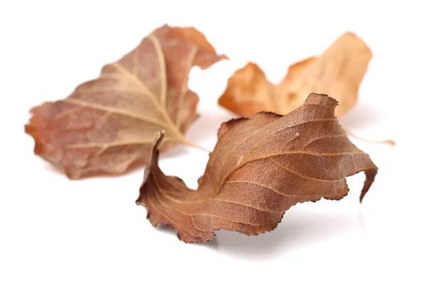 Dry brown  leaves — Stock Photo, Image