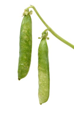 Beyaz üzerine taze bezelye