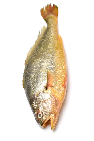 Amarelo Croaker Fish — Fotografia de Stock