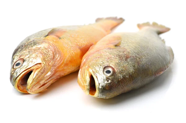 Pesce coltivatore giallo — Foto Stock