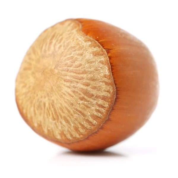 Hazelnut isolated on white — Stock Photo, Image