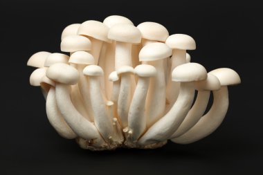 Shimeji mushrooms  on black clipart