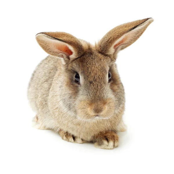 Grey cute rabbit — Stock Photo, Image