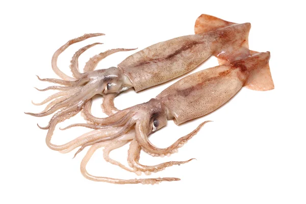 Piccoli calamari appena cotti a vapore — Foto Stock