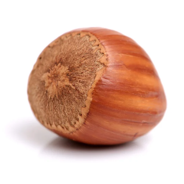 Wild ripe Hazelnut — Stock Photo, Image