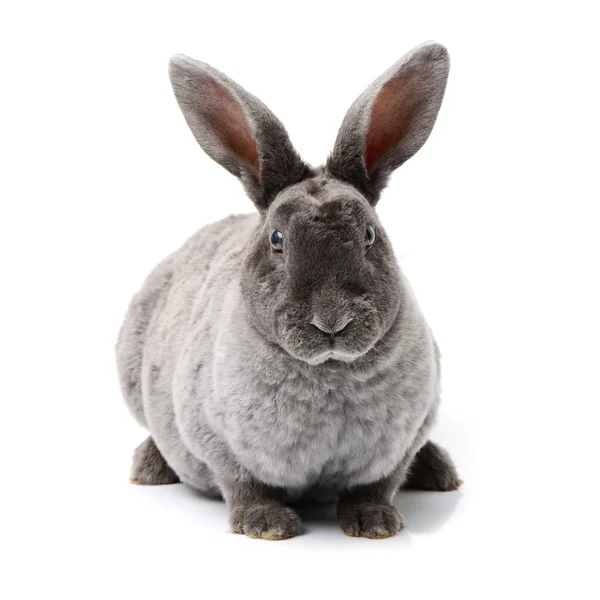 Lapin mignon gris — Photo