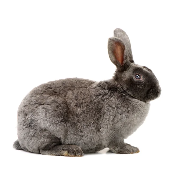 Coelho bonito cinzento — Fotografia de Stock