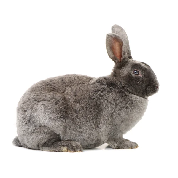 グレーかわいいウサギ — ストック写真