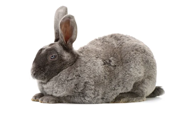 Grijze schattig konijn — Stockfoto