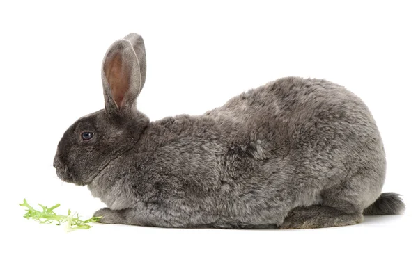 Grijze schattig konijn — Stockfoto