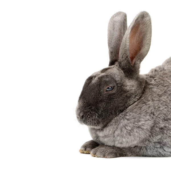 Conejo lindo gris —  Fotos de Stock