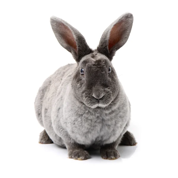 Grey cute rabbit Stock Picture
