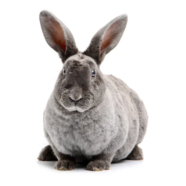 Grey cute rabbit Royalty Free Stock Images