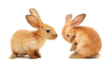 iki sevimli tavşan