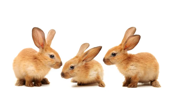 Two cute  rabbits — Stock Photo, Image