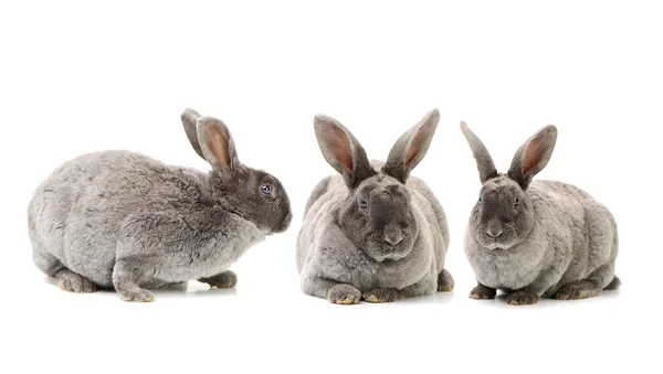 Two cute  rabbits — Stock Photo, Image