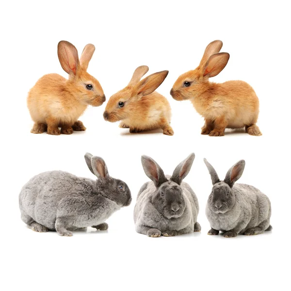 Two cute  rabbits — Stock Photo, Image