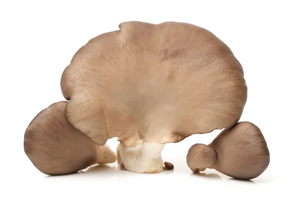 Oyster mushrooms on white — Stock Photo, Image