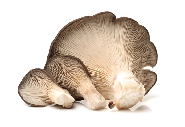 Funghi di ostrica su bianco — Foto Stock